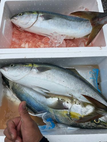 ブリの釣果