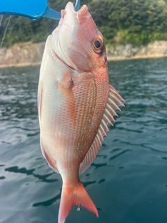 タイの釣果