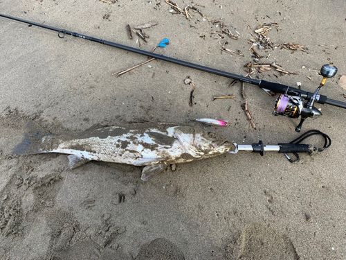 スズキの釣果