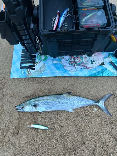 サゴシの釣果