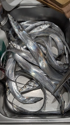 タチウオの釣果