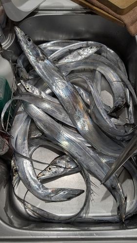 タチウオの釣果