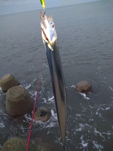 タチウオの釣果