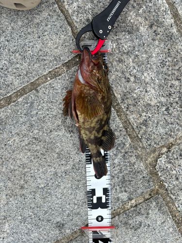 カサゴの釣果