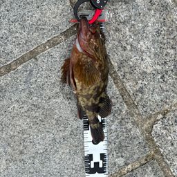 カサゴ