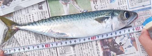 サバの釣果