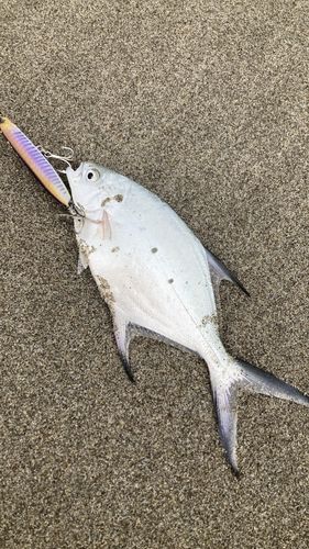 コバンアジの釣果