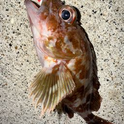 カサゴ