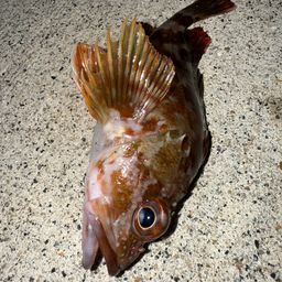 カサゴ