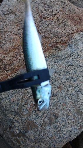 サバの釣果