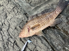 オオモンハタの釣果