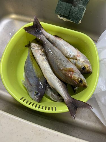 イサキの釣果