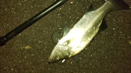 セイゴ（ヒラスズキ）の釣果