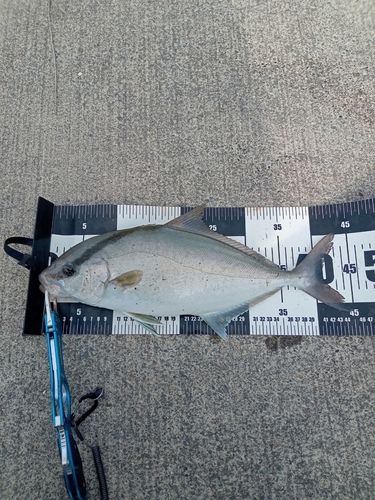 ショゴの釣果