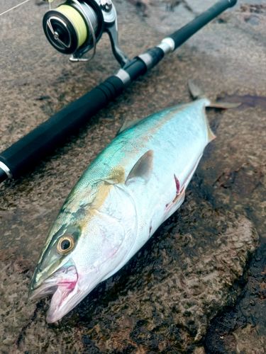 イナダの釣果