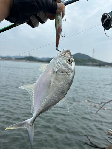 メッキの釣果