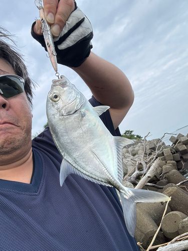 メッキの釣果