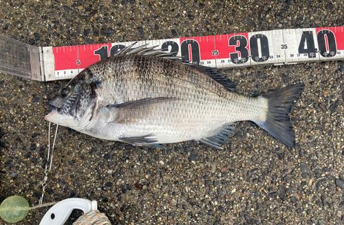クロダイの釣果