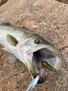 スズキの釣果