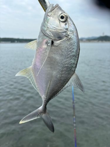メッキの釣果