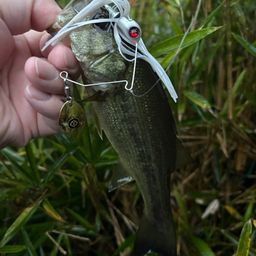 ブラックバス