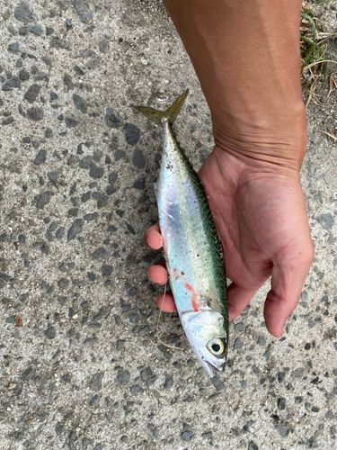 磯ノ浦＆西脇漁港