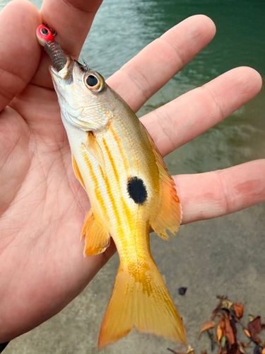 ニセクロホシフエダイの釣果