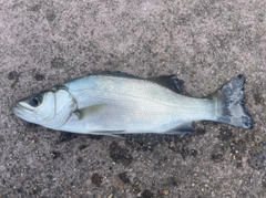 セイゴ(マルスズキ)の釣果