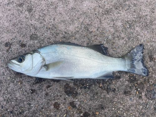 セイゴ（マルスズキ）の釣果
