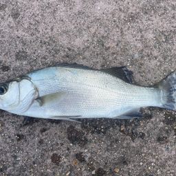 セイゴ（マルスズキ）