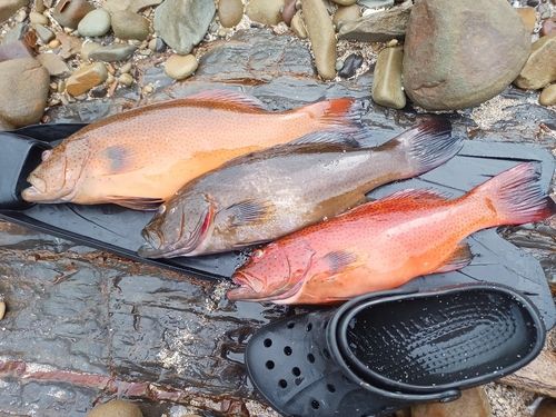 スジアラの釣果