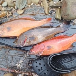 スジアラ