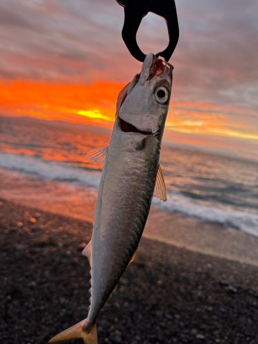 マサバの釣果