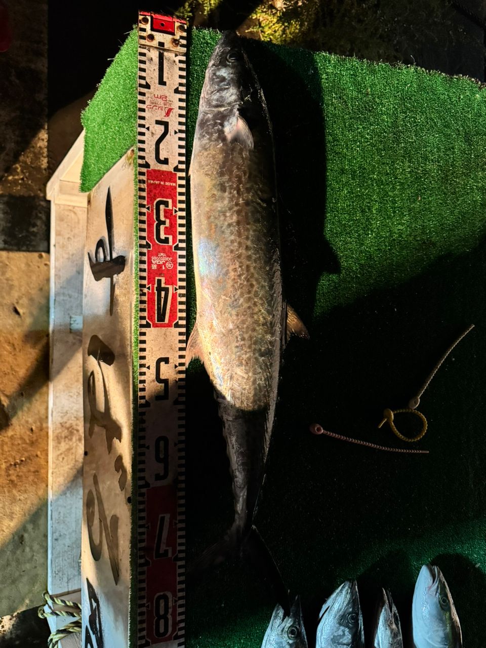 初心者脱却日記 [りゅー]さんの釣果 2枚目の画像