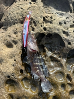 クエの釣果