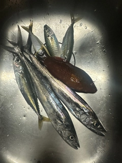 サゴシの釣果