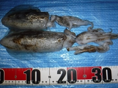 アオリイカの釣果