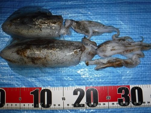 アオリイカの釣果