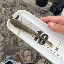 ハゼ