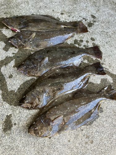 ヒラメの釣果
