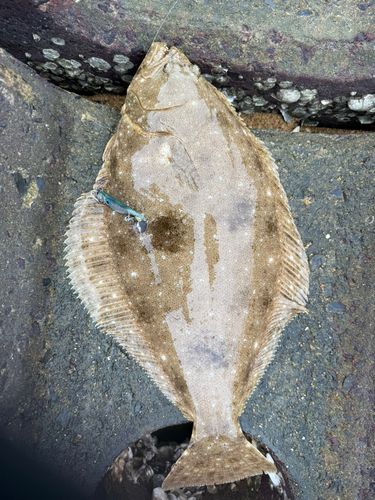 ヒラメの釣果