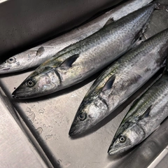 サワラの釣果