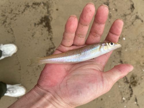 有磯海