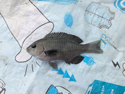 メジナの釣果