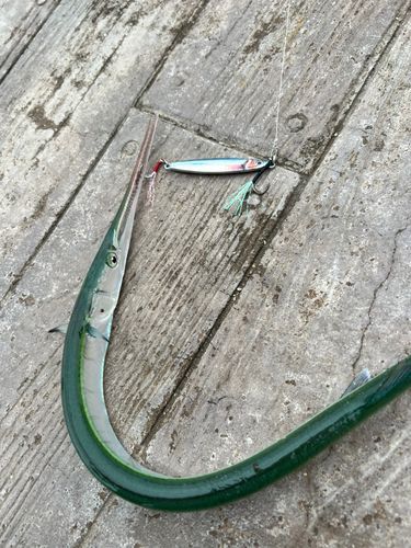 ダツの釣果