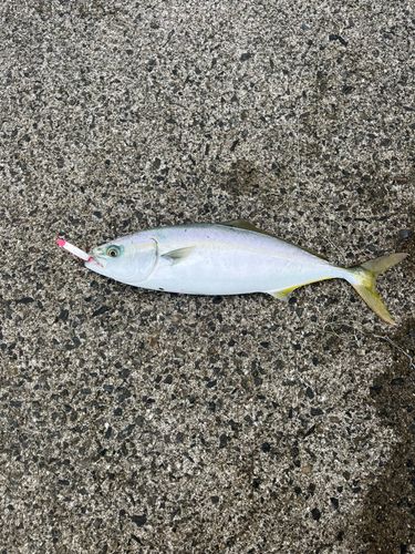 ヤズの釣果