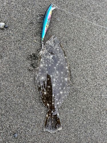 ソゲの釣果