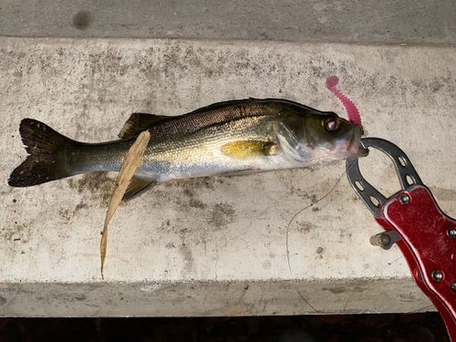 スズキの釣果