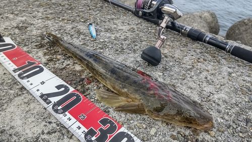 マゴチの釣果