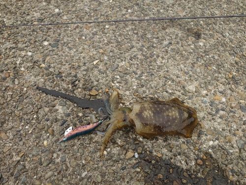 アオリイカの釣果